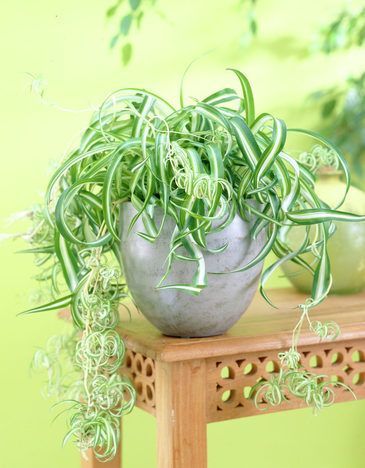 Fleur De Plante D'intérieur Dans Un Pot Terreau Pour La Plantation