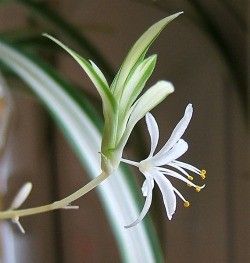 Fleur chlorophytum