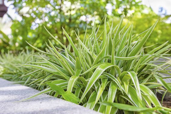 chlorophytum plante exterieur