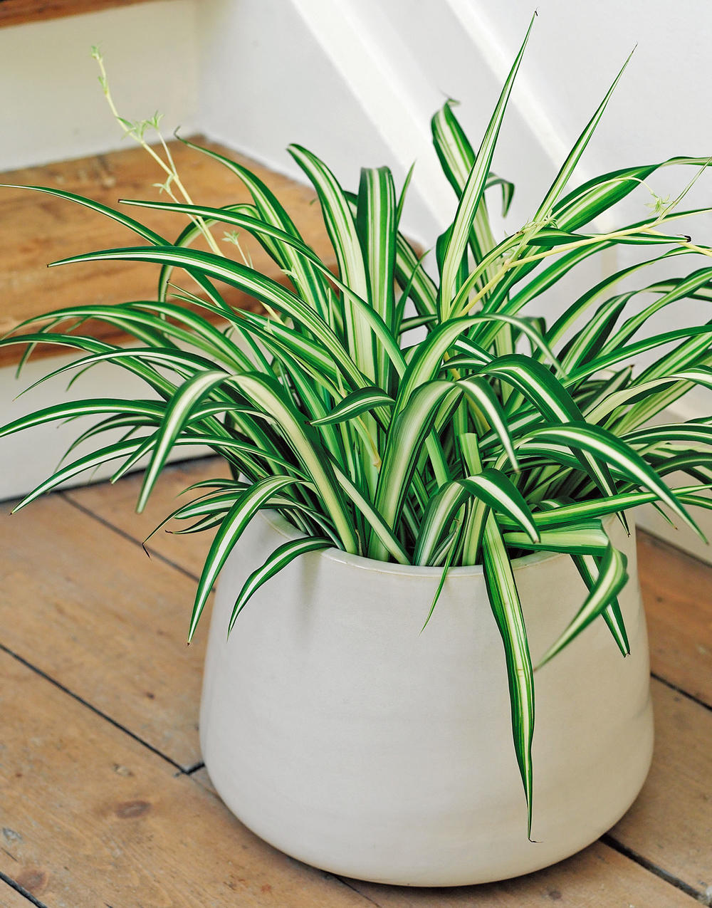 chlorophytum plante interieur pot blanc