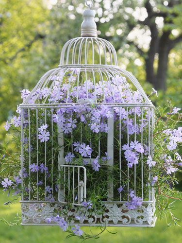 Cage-Fleurs-phlox-suspendus-pot