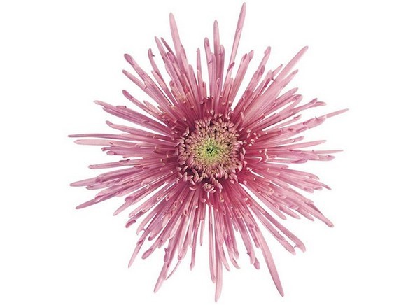 chrysantheme fan fu spiro lila
