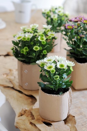 fermer de mains plantation chrysanthème fleur dans une blanc pot