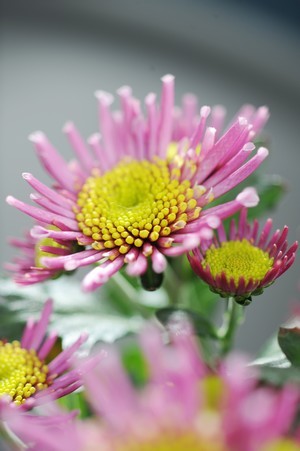 Les chrysanthèmes : un festival de couleurs au coeur de l'automne !