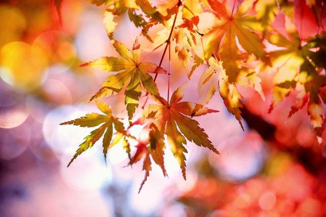 feuilles automne rouge