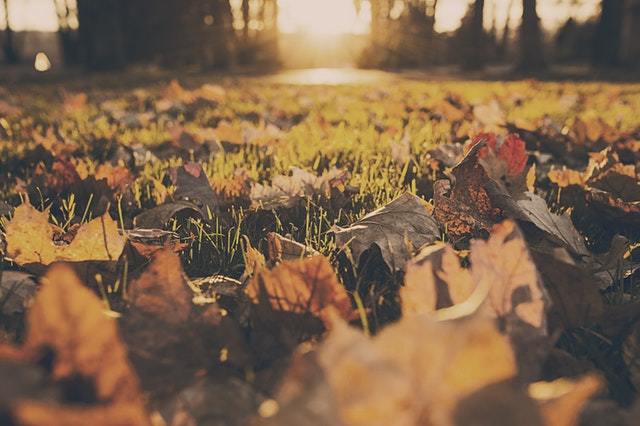 Les feuilles mortes : 6 utilisations bonnes pour le jardin