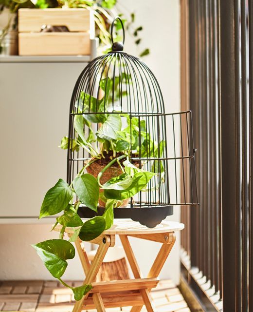 philodendron-plante-interieur-cage-oiseau