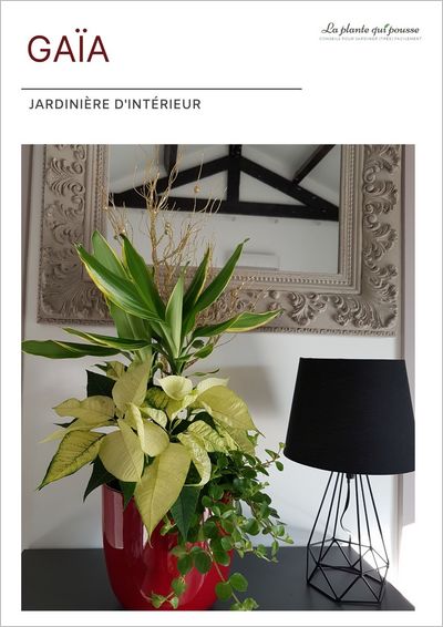 DIY idée de décoration florale avec des poinsettias pour Noël, les fêtes de fin d'année ou pour un cadeau original et personnalisé avec des plantes