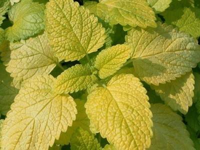 Melissa officinalis aurea mélisse dorée 