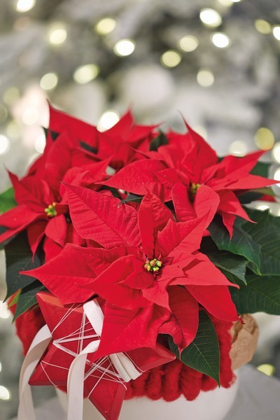 Poinsettia: 5 belles idées déco pour la fleur étoile de Noël - [LPQP]