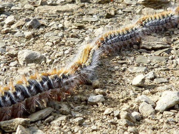 Les chenilles processionnaires du pin arrivées à maturité descendent des arbres en procession (à la queue leu-leu) à la fin du cinquième stade larvaire. C'est à ce moment qu'elles sont dangereuses pour l'homme et les animaux de compagnie. Pour savoir quand et comment les piéger efficacement, lisez l'article :)