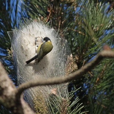 Certains oiseaux consomment les chenilles processionnaires du pin. Ici, prédation de mésange charbonnière sur un nid de processionnaire du pin. Lisez l'article du blog pour en savoir plus.