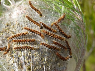 L'échenillage, qui permet de supprimer les nids de chenilles processionnaires du pin est l'une des 7 méthodes efficaces pour se débarrasser de cet insecte. Lisez l'article pour en savoir plus.