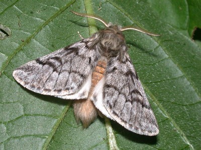 Le papillon de la chenille processionnaire est nocturne (il vit la nuit). La femelle pond jusqu’à 200 œufs, qui éclosent 30 à 40 jours plus tard. Ici Thaumetopoea pityocampa, papillon mâle. Découvrez les 7 moyens de lutte efficaces contre cet insecte sur le blog.