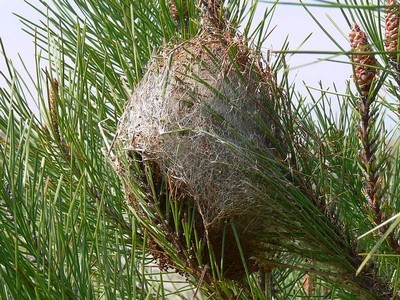 Les jeunes chenilles processionnaires du pin tissent un nid d’hiver, à partir duquel elles sortiront se nourrir des aiguilles au long de leur croissance. Découvrez comment les éliminer de manière naturelle et efficace en lisant l'article du blog.