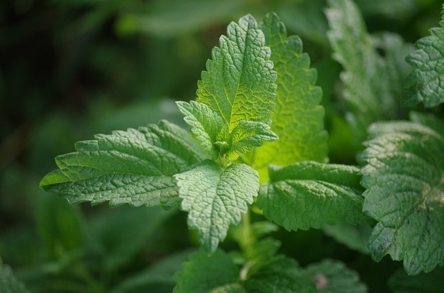 Feuilles de mélisse officinale mélisse citronnelle