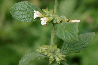 Mélisse officinale sommités fleuries feuilles et fleurs