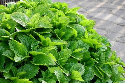 culture de mélisse citronnelle en bordure au jardin