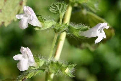 Sommités fleuries melissa oficinalis fleurs de mélisse