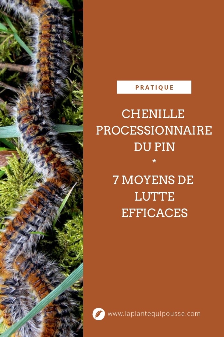 La chenille processionnaire du pin (Thaumetopoea pityocampa) est une chenille dangereuse pour l’homme et les animaux. Découvrez 7 moyens de lutte efficace pour la contrôler et s'en débarrasser: insecticide biologique, colliers anti-chenilles, phéromones... Lisez l'article sur le blog pour savoir à quelle période et comment bien utiliser ces outils de lutte.