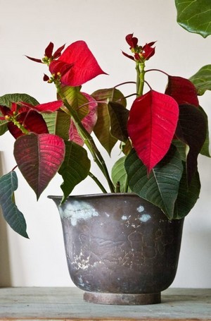 poinsettia qui perd ses feuilles après les fêtes