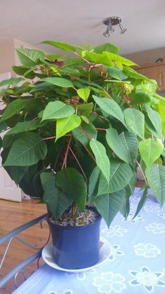 entretien du poinsettia, de belles feuilles vertes à la fin de l'été