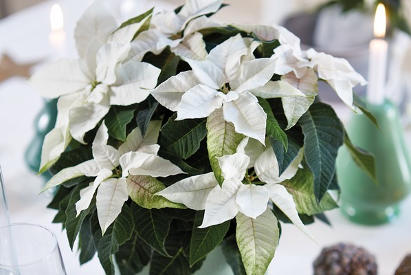 poinsettia blanc étoile de noël