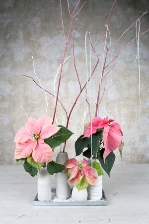 poinsettias roses bouquets de fleurs coupées en vases