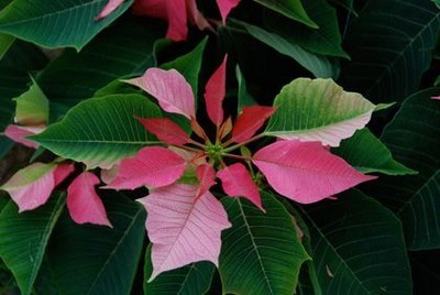 Poinsettia comment le faire refleurir