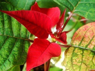 Comment faire pour faire refleurir un poinsettia ?