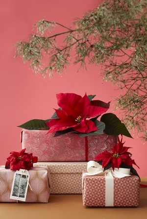 cadeau personnalise fleur poinsettia coupee