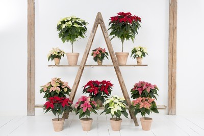 différentes variétés et couleurs de poinsettias