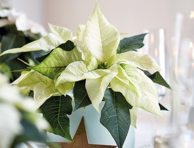 Poinsettia: 5 belles idées déco pour la fleur étoile de Noël - [LPQP]