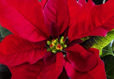 vraies fleurs de poinsettia au centre des bractées colorées