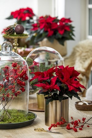 poinsettia rouge pot doré avec du houx et un mini sapin