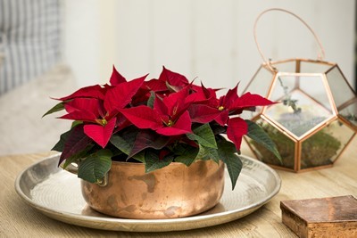 poinsettia rouge dans un cache pot doré et terrarium