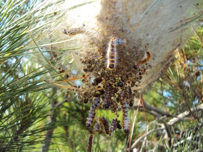 Destruction de chenilles processionnaires avec un insecticide biologique à base de Bacillus thuringiensis. Lisez l'article sur le blog: 7 méthodes efficaces contre cet insecte.