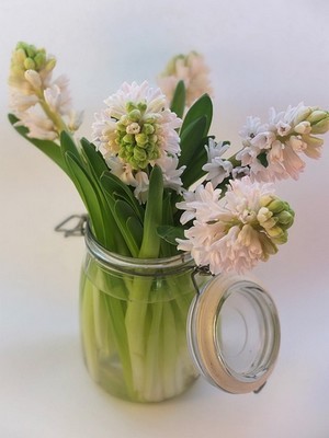 Profitez du parfum et des fleurs d'hiver des jacinthes dans votre maison! A travers un simple bouquet de jacinthes blanches dans un bocal par exemple. Toutes les astuces sur le blog pour les mettre en valeur et prolonger leur floraison. Bonne lecture :)