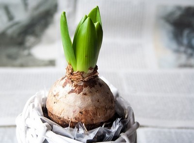 jardiner avec simplicité: les bulbes de Pour obtenir facilement des fleurs de jacinthe à l'intérieur, l'idéal est de choisir un bulbe de jacinthe prêt à fleurir. Découvrez comment bien les choisir et prolonger leur floraison sur le blog.