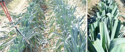 Fauche des feuilles de poireaux pour lutter contre Phytomyza