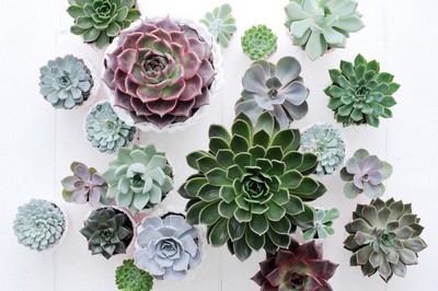 collection de variétés d'echeverias