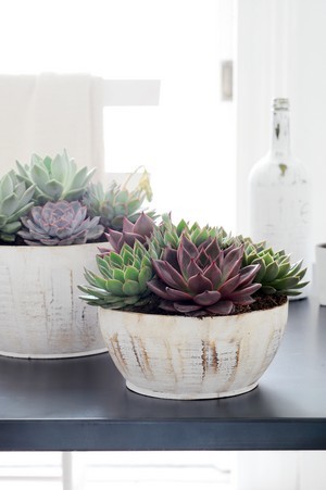 echeverias en pots blancs