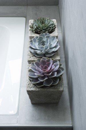 echeverias dans des pots en béton dans une salle de bain sur le rebord d'une baignoire