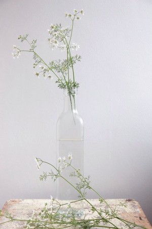 Fleurs d'apiacees ou ombellifères dans une bouteille en verre transparent