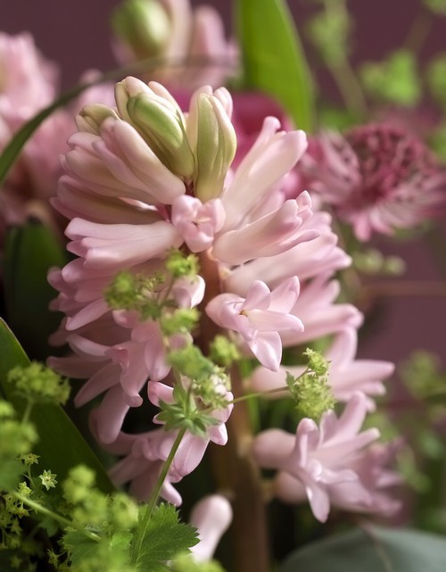 DIY: 5 idées simples pour des fleurs de jacinthes à l'intérieur: hydroponie, galets, terrarium, pot et bouquets. Découvrez comment choisir les bons bulbes et les comment les forcer pour une floraison à l'intérieur. Ici une superbe fleur de jacinthe rose tendre en intérieur. Lisez l'article sur le blog pour une déco réussie :)