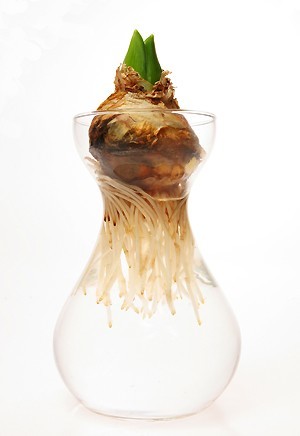 Forçage d'un bulbe de jacinthe dans l'eau: lisez l'article du blog et découvrez comment faire fleurir une jacinthe à l'intérieur, simplement dans de l'eau.