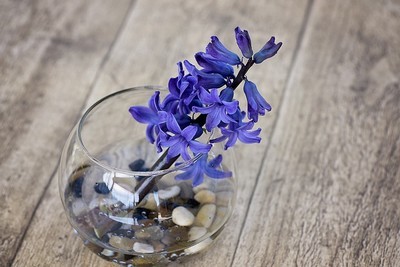 DIY - 5 façons de profiter des fleurs de jacinthe à l'intérieur. En fleur coupée par exemple: tige de jacinthe bleue fleurie dans un soliflore avec des galets. Lisez l'article sur le blog pour en savoir plus!