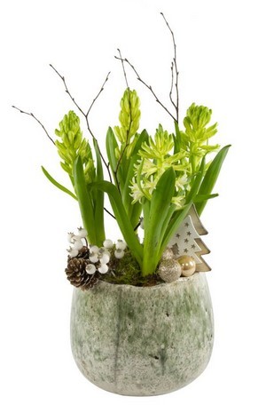 Jacinthe: 5 idées faciles pour des fleurs à l'intérieur - La plante qui  pousse