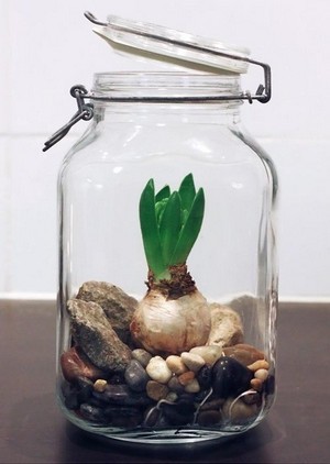 DIY - Cultiver des jacinthes à l'intérieur, simplement dans de l'eau et sur un lit de galets et cailloux. Ici dans un bocal en verre transparent. Lisez l'article du blog!