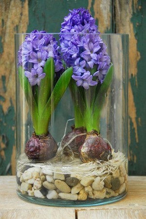 DIY - Comment cultiver des jacinthes à l'intérieur, en vase transparent, facilement sur des galets et dans un peu d'eau. Lisez l'article du blog pour en savoir plus.
